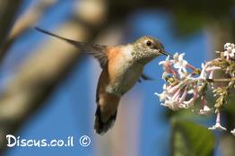 קוליברי-צפוני