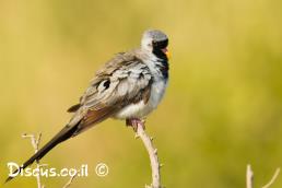 תורית זנבנית