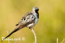 תורית-זנבנית