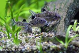 קורידורס מנומר