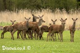 אייל אדמוני