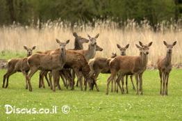 אייל-אדמוני