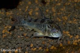 קורידורס-מלח-פלפל