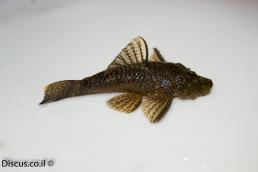 אנציסטרוס טמינקיי