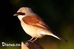 חנקן אדום גב