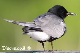 מרומית-שחורה