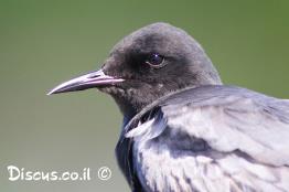 מרומית-שחורה