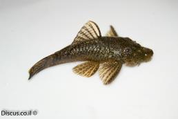 אנציסטרוס טמינקיי