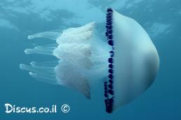 מדוזה מצויה