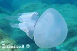 מדוזה מצויה