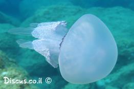 מדוזה-מצויה