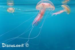 פלגית-זוהרת