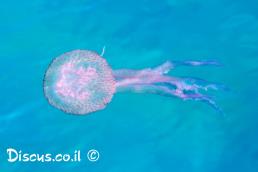 פלגית זוהרת