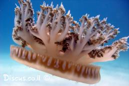 קסיופאה אילתית