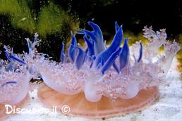 קסיופאה אילתית