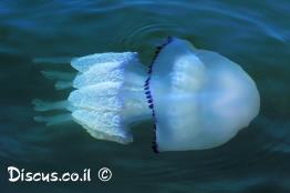 מדוזה-מצויה