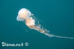 זהובית ריסנית