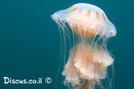 זהובית-ריסנית