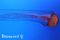 זהובית ריסנית