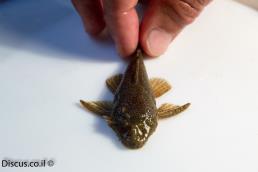 אנציסטרוס טמינקיי