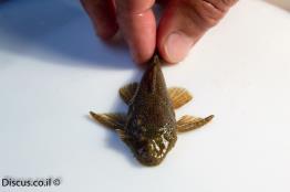 אנציסטרוס-טמינקיי