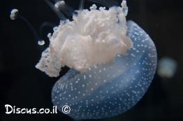 פילוריזה-מנוקדת