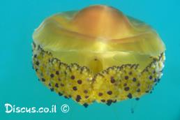 קנוקנית הכובע