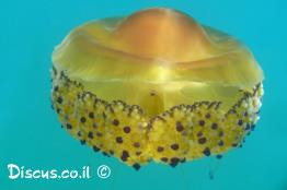 קנוקנית-הכובע