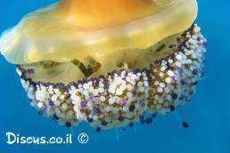 קנוקנית הכובע