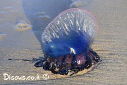 שלפוחן מצוי