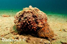 אבנון-מגושם