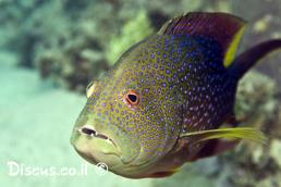 וריולה סיסית