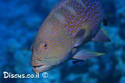 וריולה סיסית