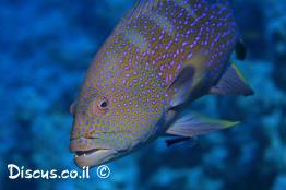 וריולה-סיסית