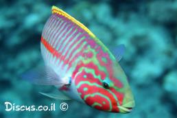 טווסון אילתי