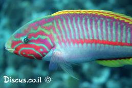 טווסון אילתי