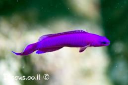 צבעון פרידמן