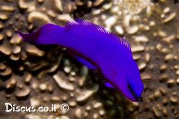 צבעון פרידמן