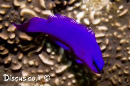 צבעון-פרידמן