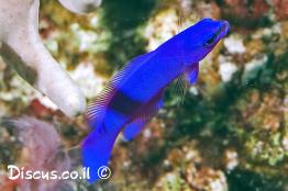 צבעון-פרידמן