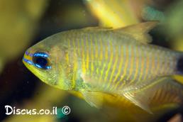 פספוסית ורדה