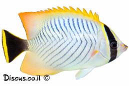 פרפרון שחור זנב