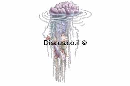 שלפוחן-מצוי