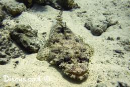 תמסחן ראשתן