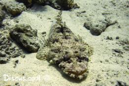 תמסחן-ראשתן