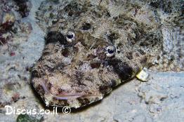 תמסחן-ראשתן