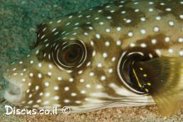 נפוחית לבנת כתמים