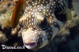 נפוחית-לבנת-כתמים