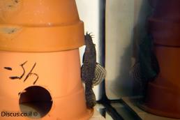 אנציסטרוס טמינקיי