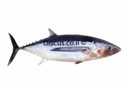 טונה אלבקור